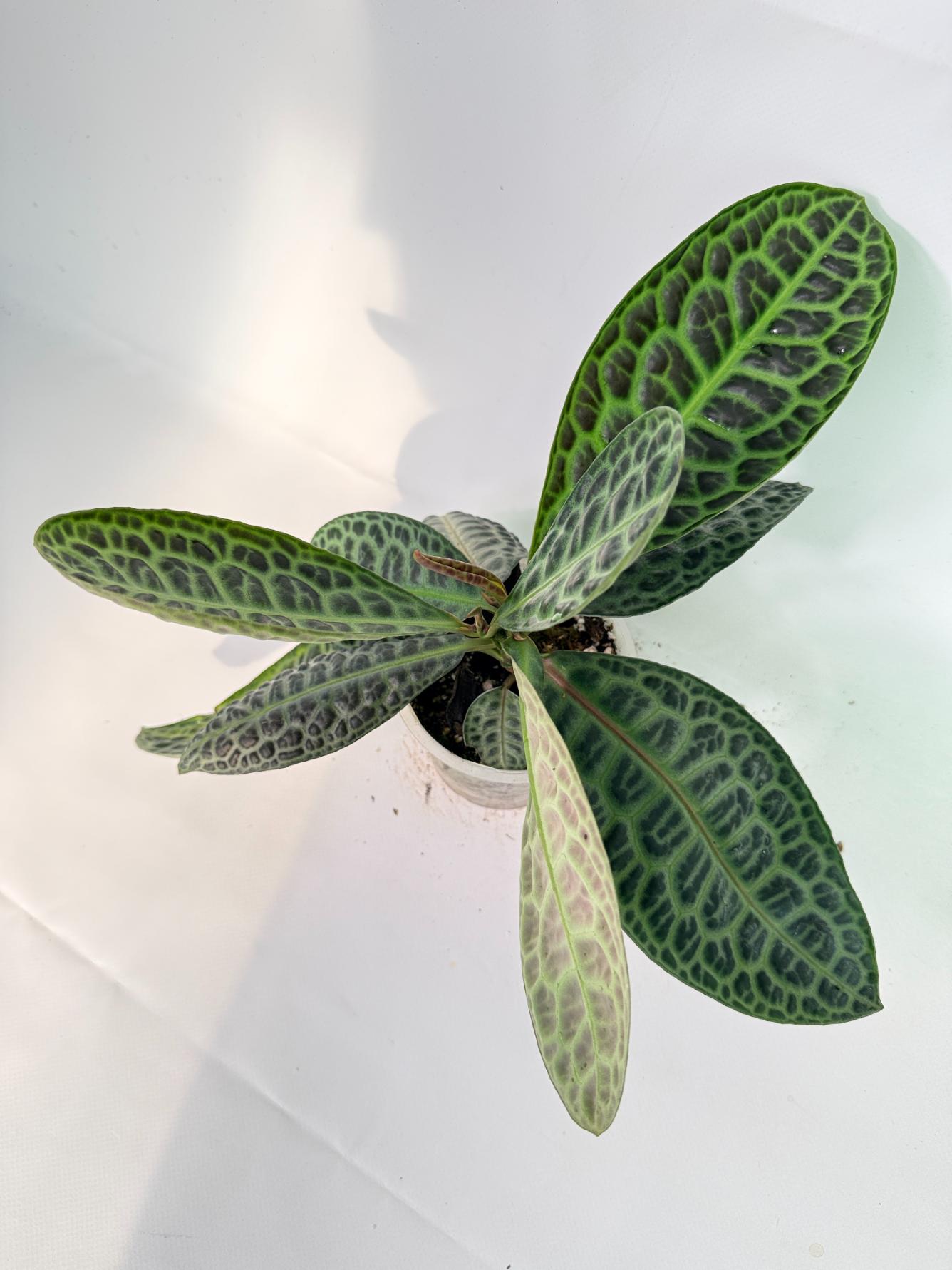 Ardisia sp. Turtle back XL 03