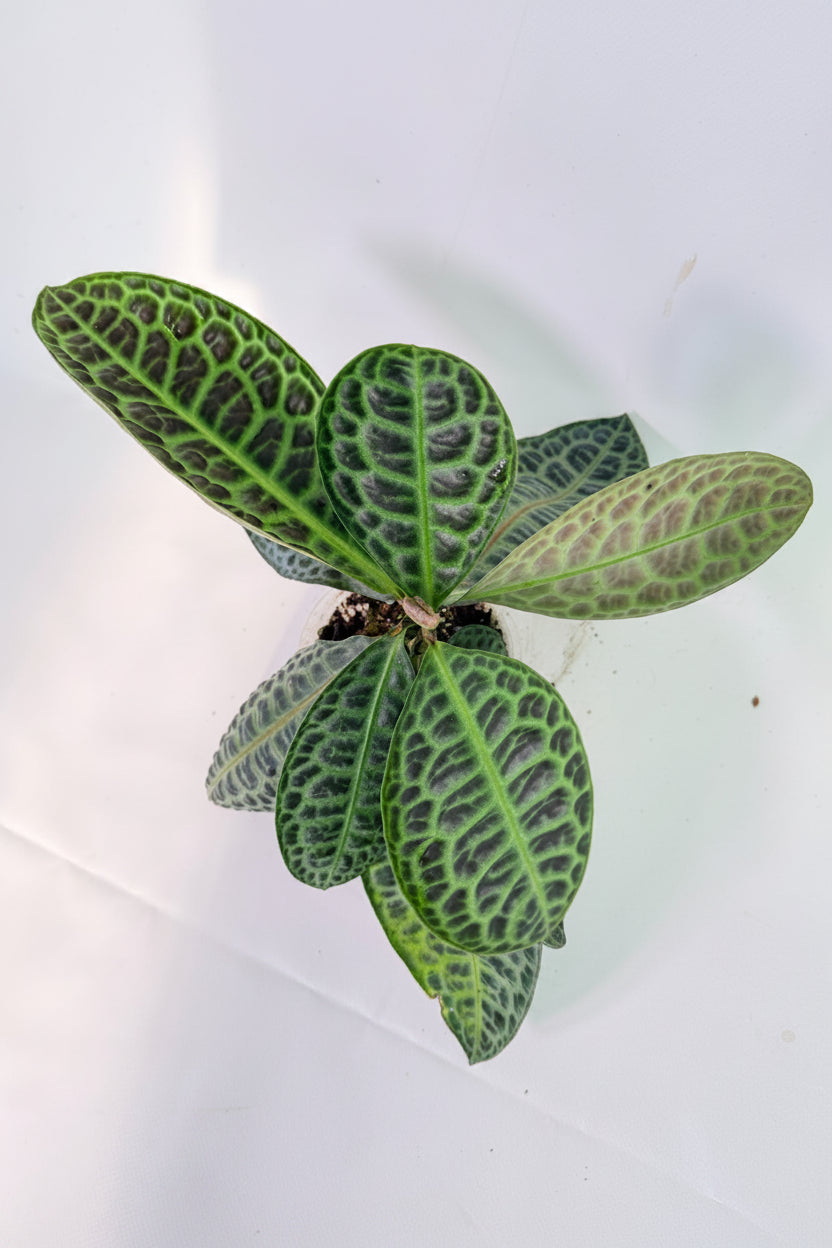 Ardisia sp. Turtle back XL 01