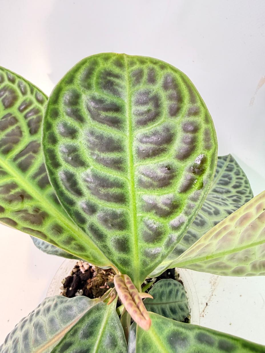 Ardisia sp. Turtle back XL 05