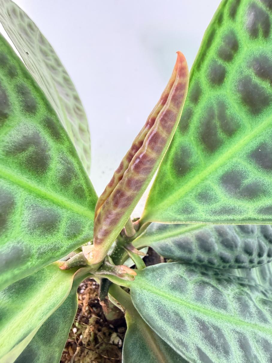 Ardisia sp. Turtle back XL 06