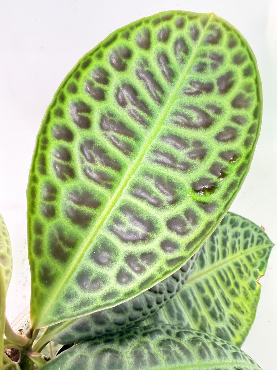Ardisia sp. Turtle back XL 07