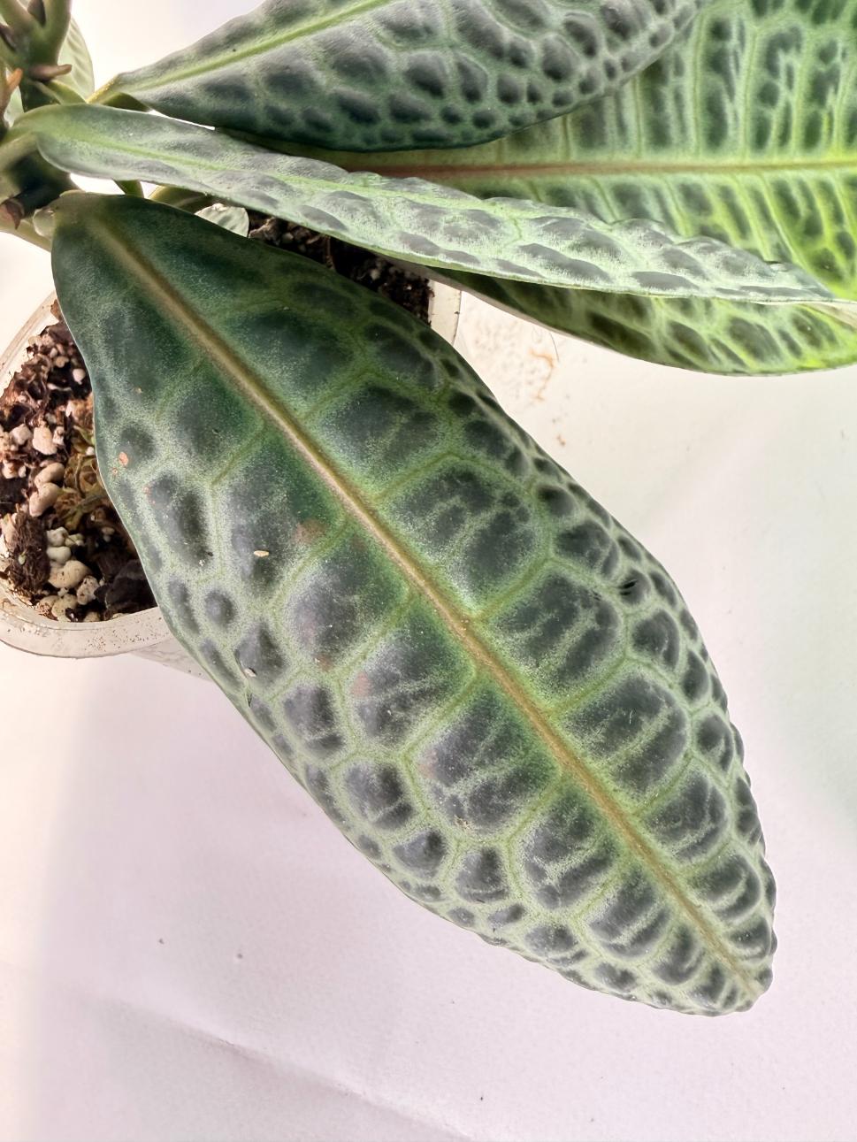 Ardisia sp. Turtle back XL 08