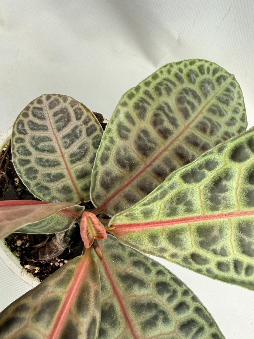 Ardisia sp. Turtle back XL 08