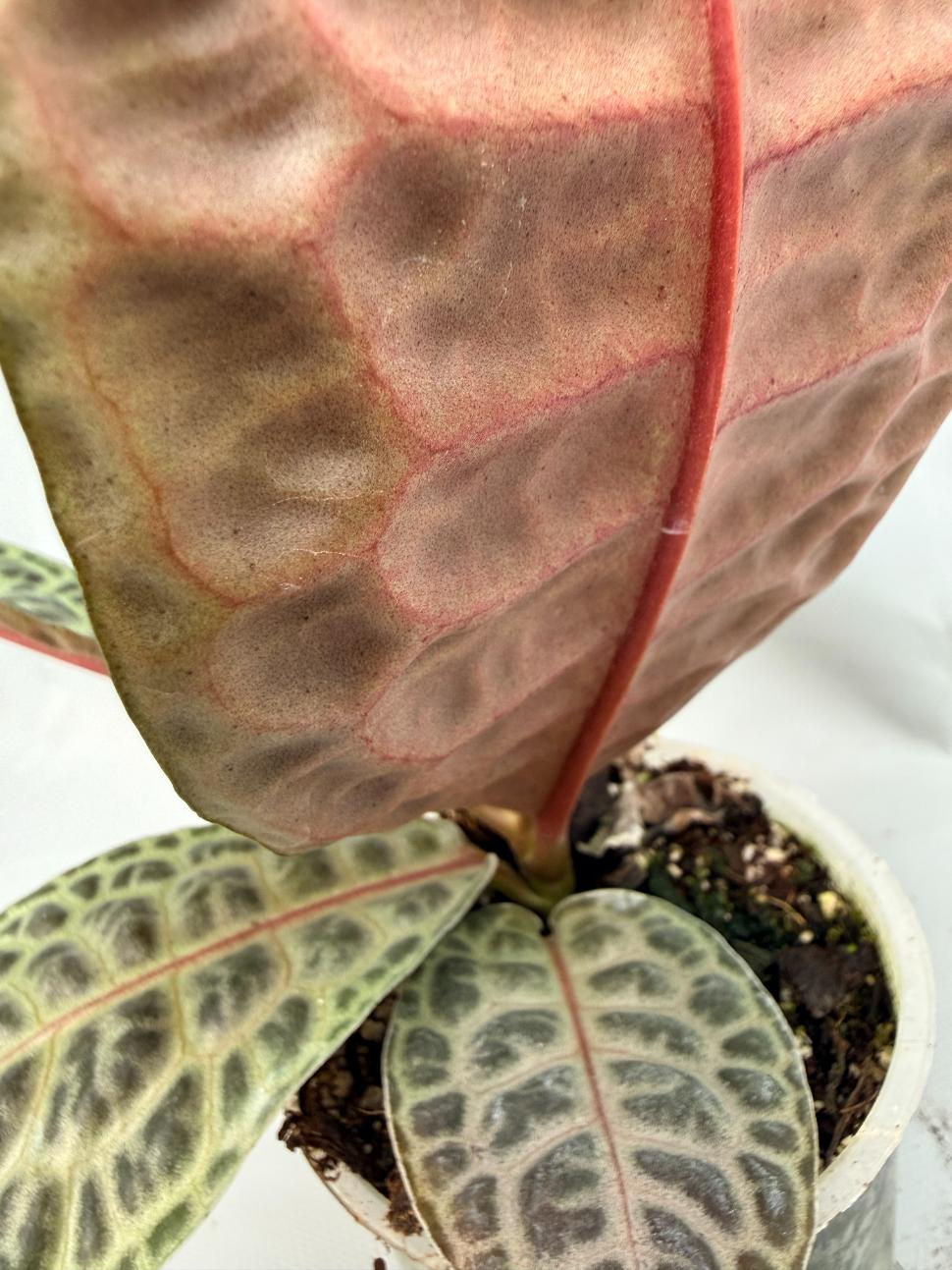 Ardisia sp. Turtle back XL 09