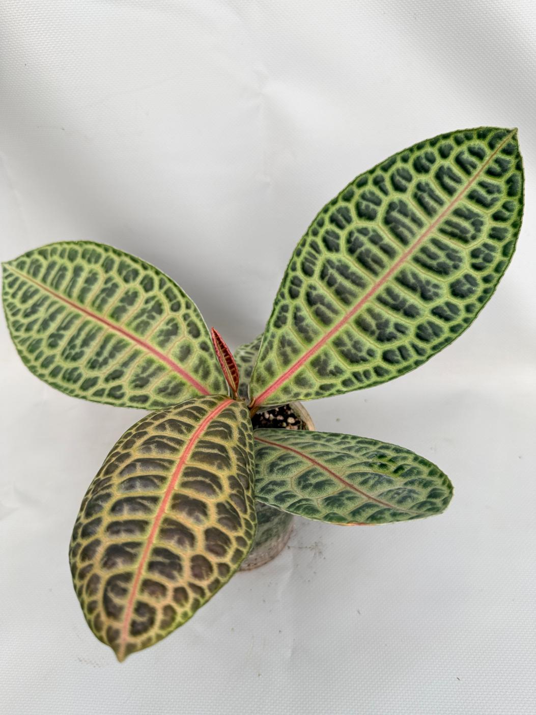 Ardisia sp. Turtle back XL 01