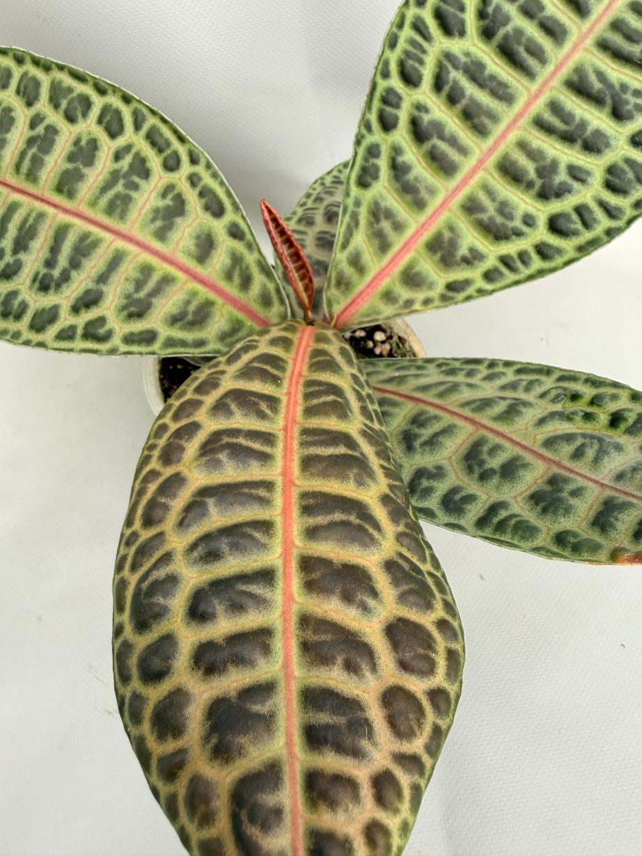 Ardisia sp. Turtle back XL 02