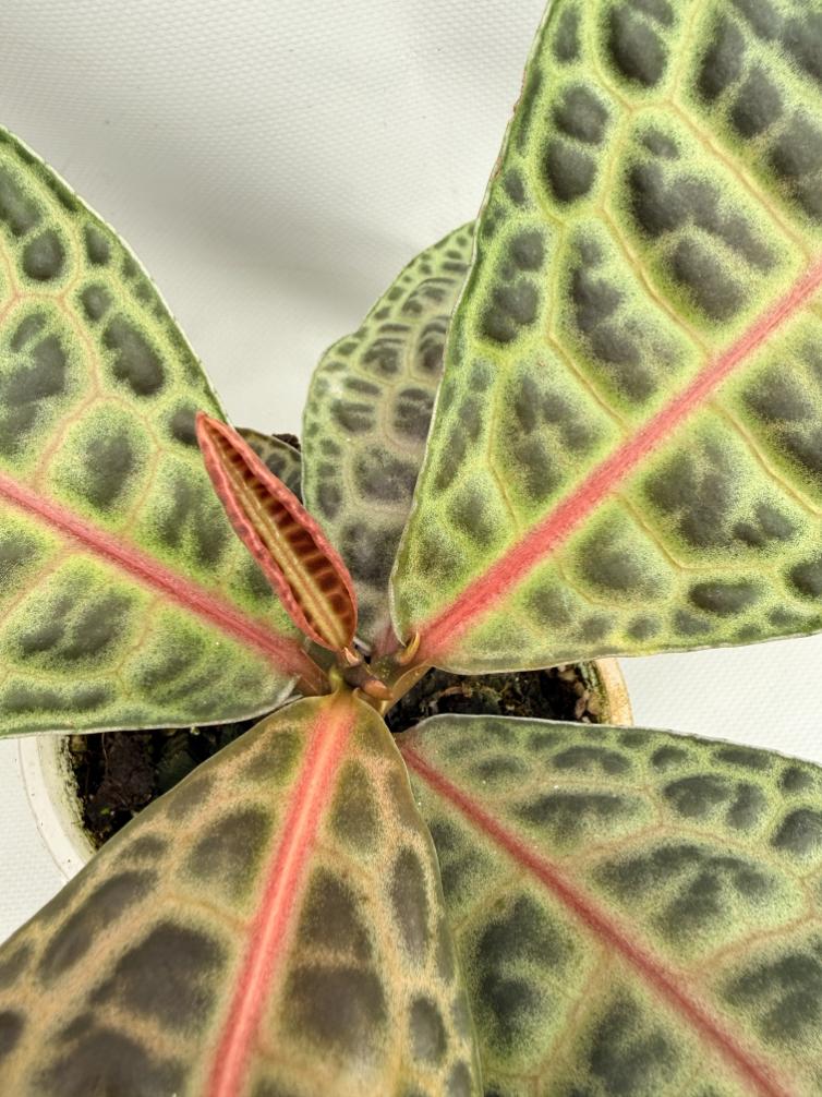 Ardisia sp. Turtle back XL 03