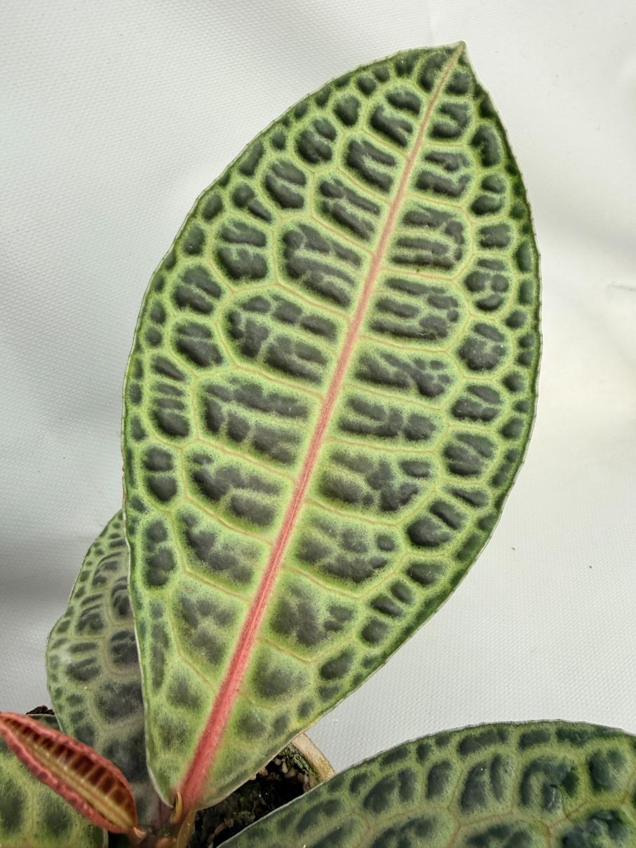 Ardisia sp. Turtle back XL 04