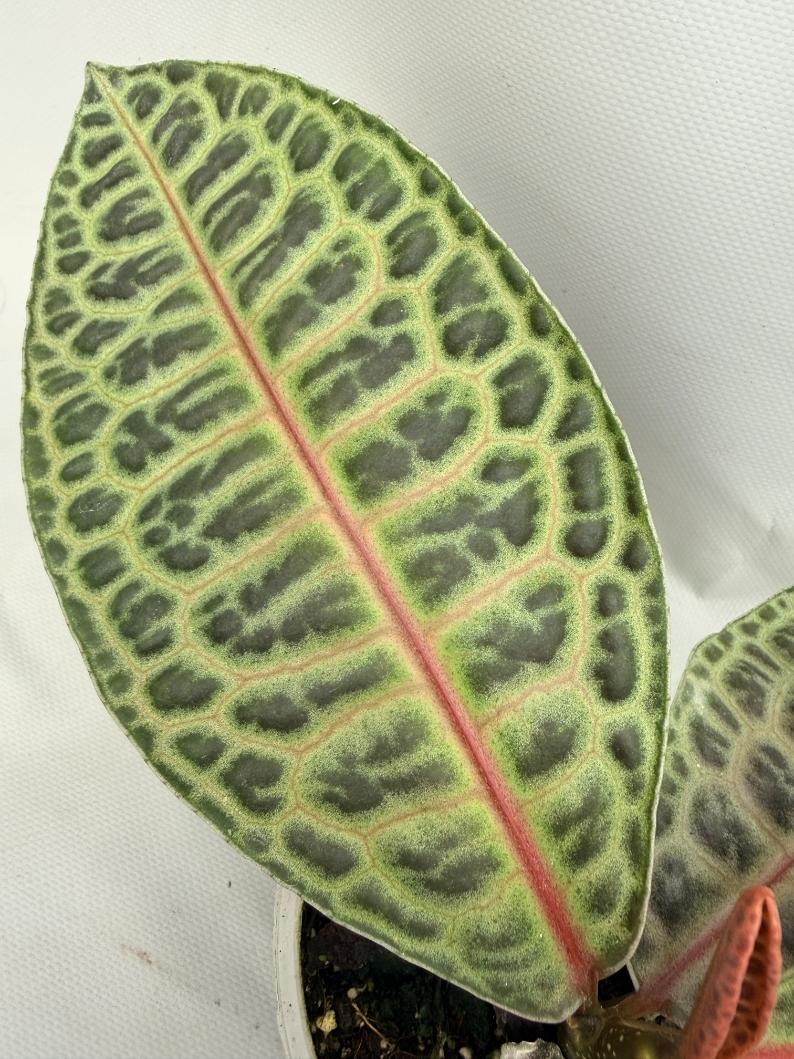 Ardisia sp. Turtle back XL 05