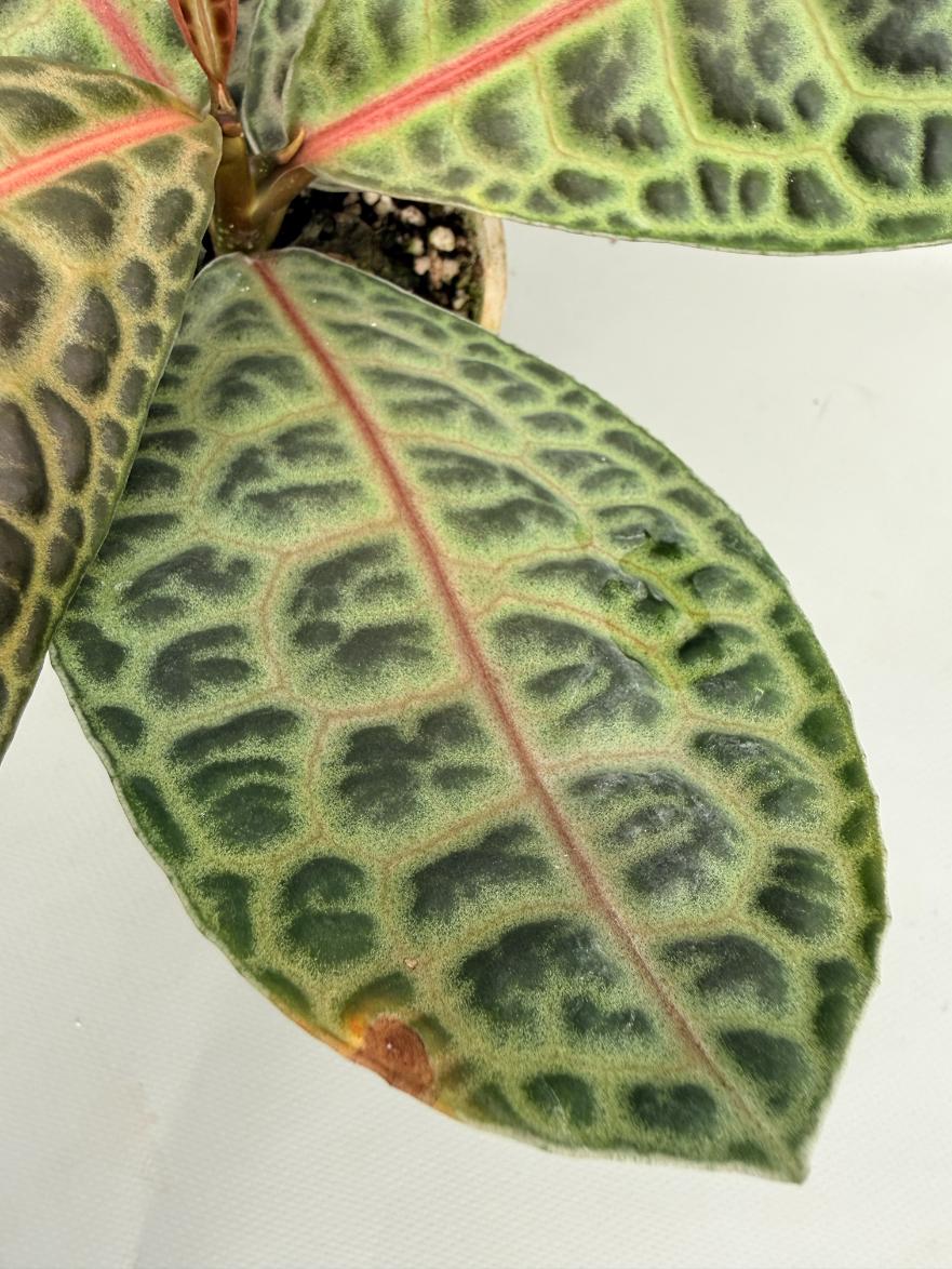 Ardisia sp. Turtle back XL 06