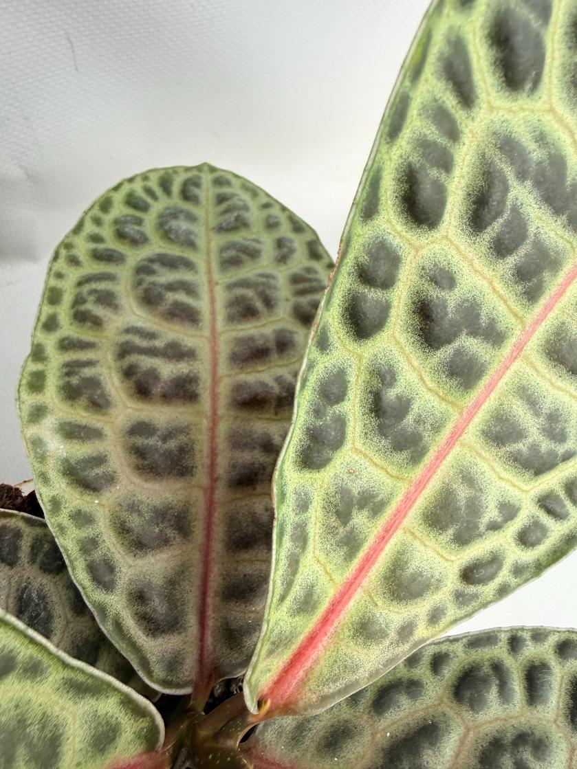 Ardisia sp. Turtle back XL 07