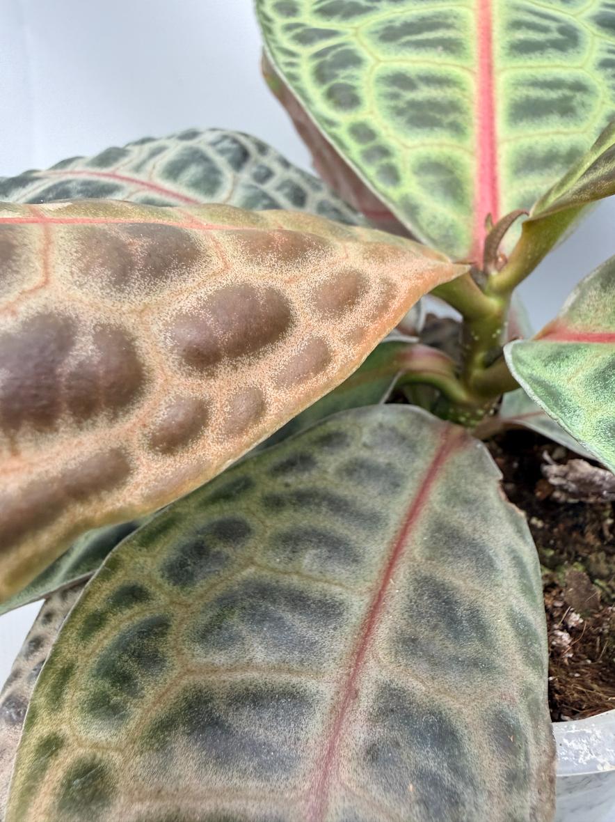 Ardisia sp. Turtle back XL 09