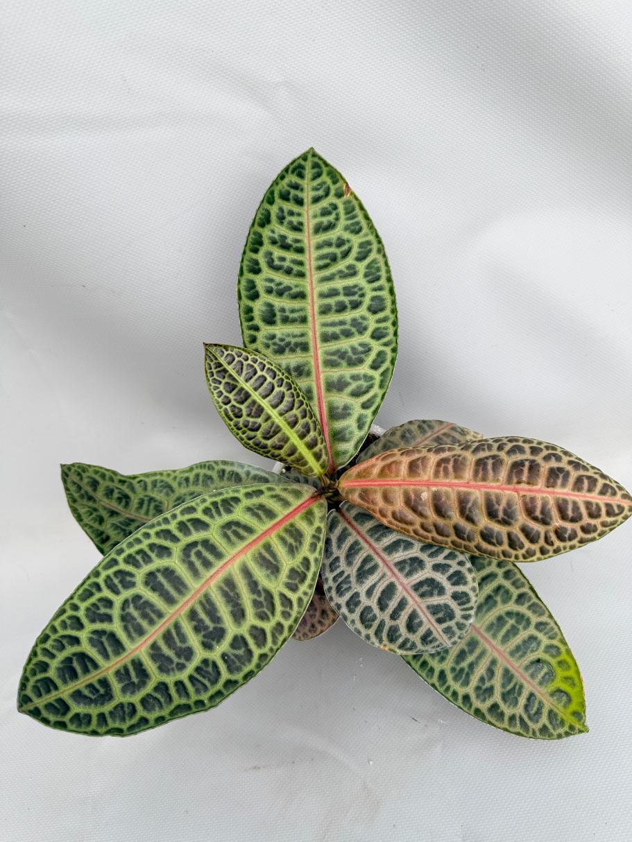 Ardisia sp. Turtle back XL 01