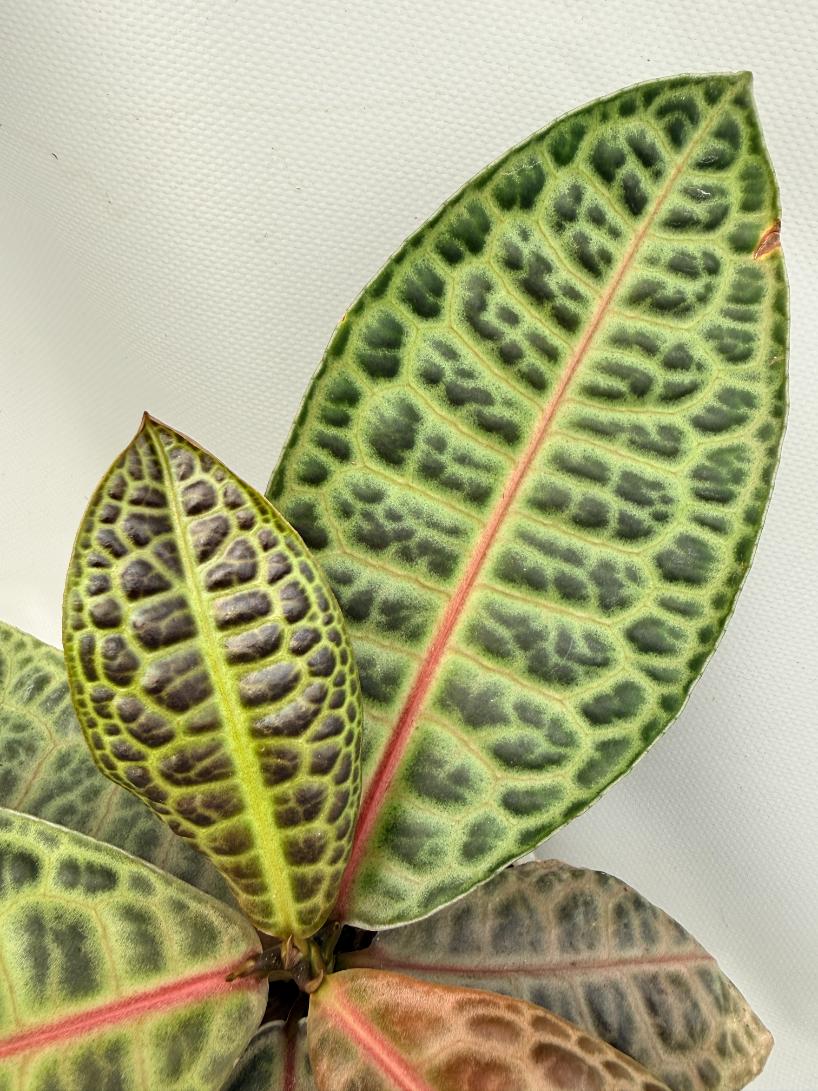 Ardisia sp. Turtle back XL 03