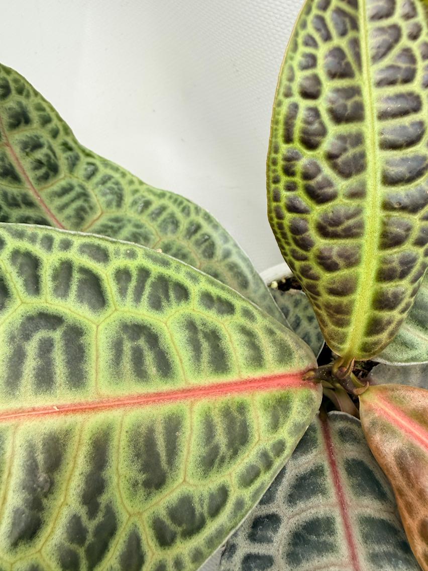 Ardisia sp. Turtle back XL 04