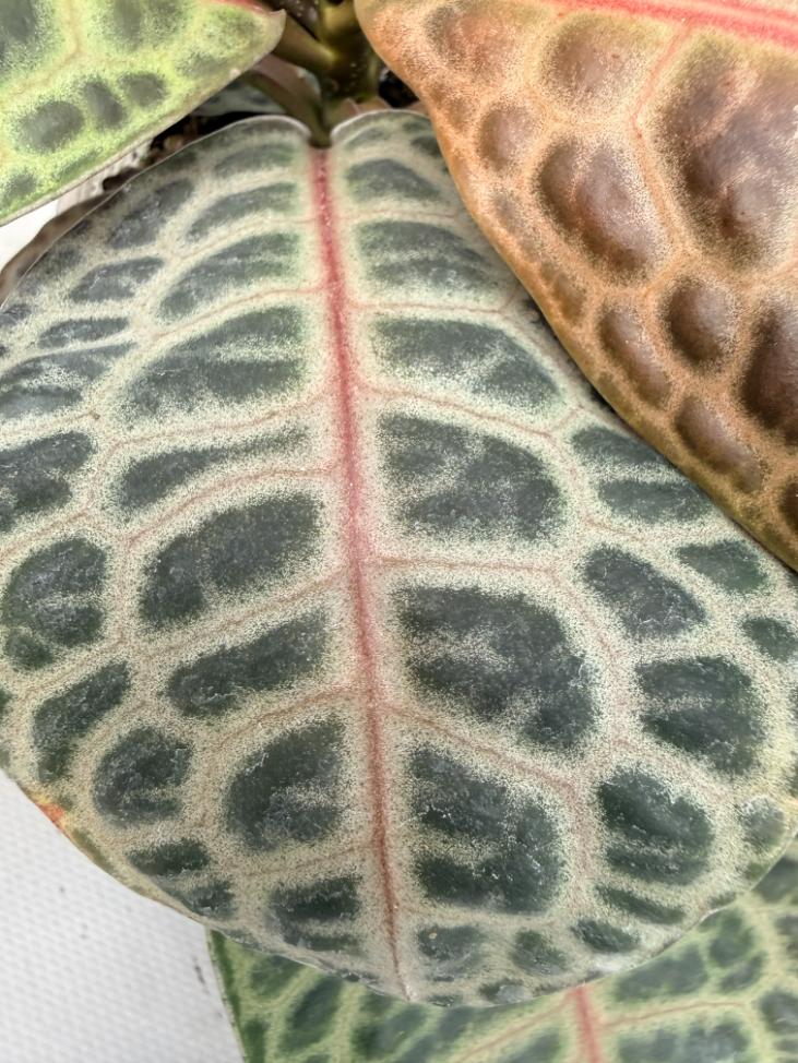 Ardisia sp. Turtle back XL 05