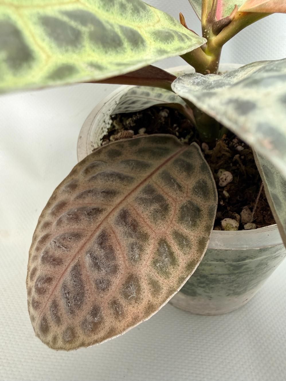 Ardisia sp. Turtle back XL 06