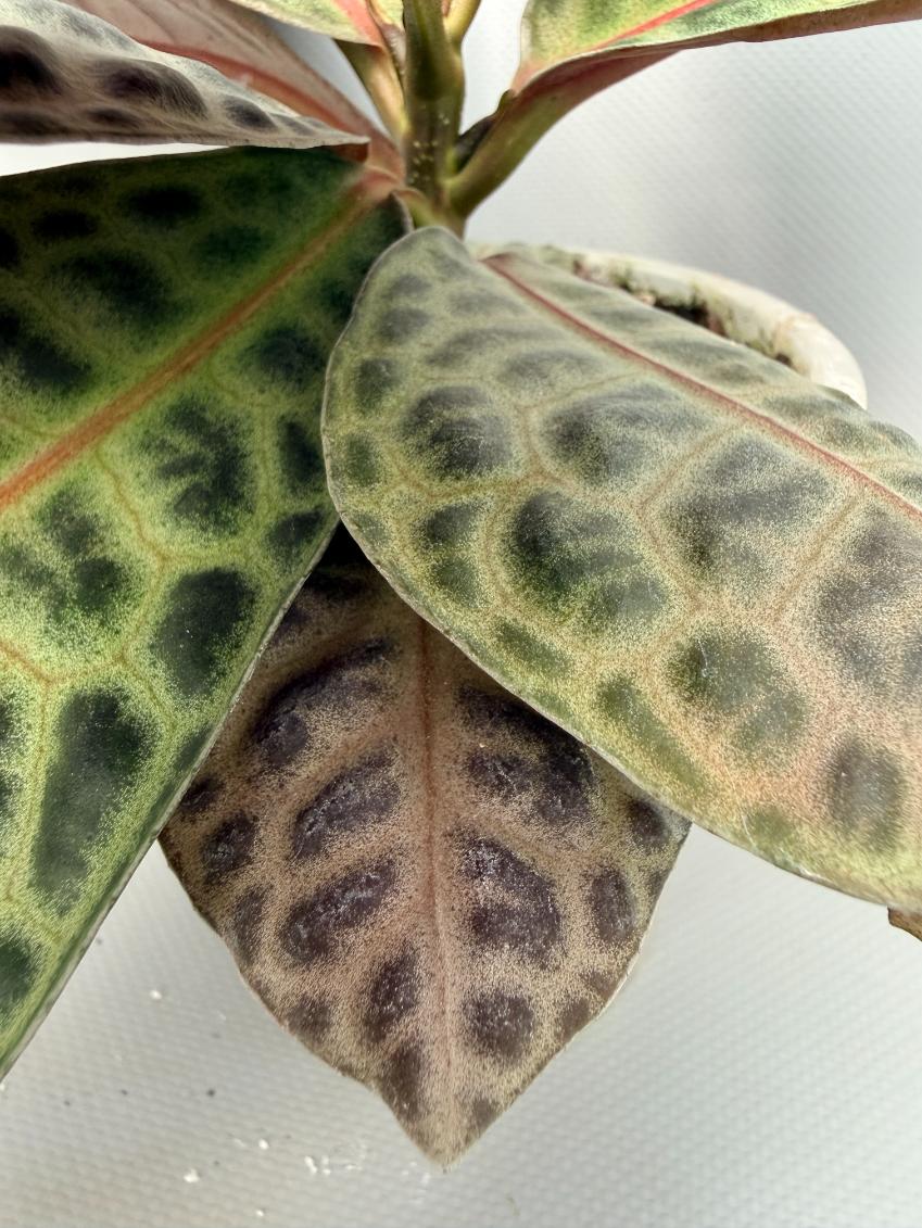 Ardisia sp. Turtle back XL 08