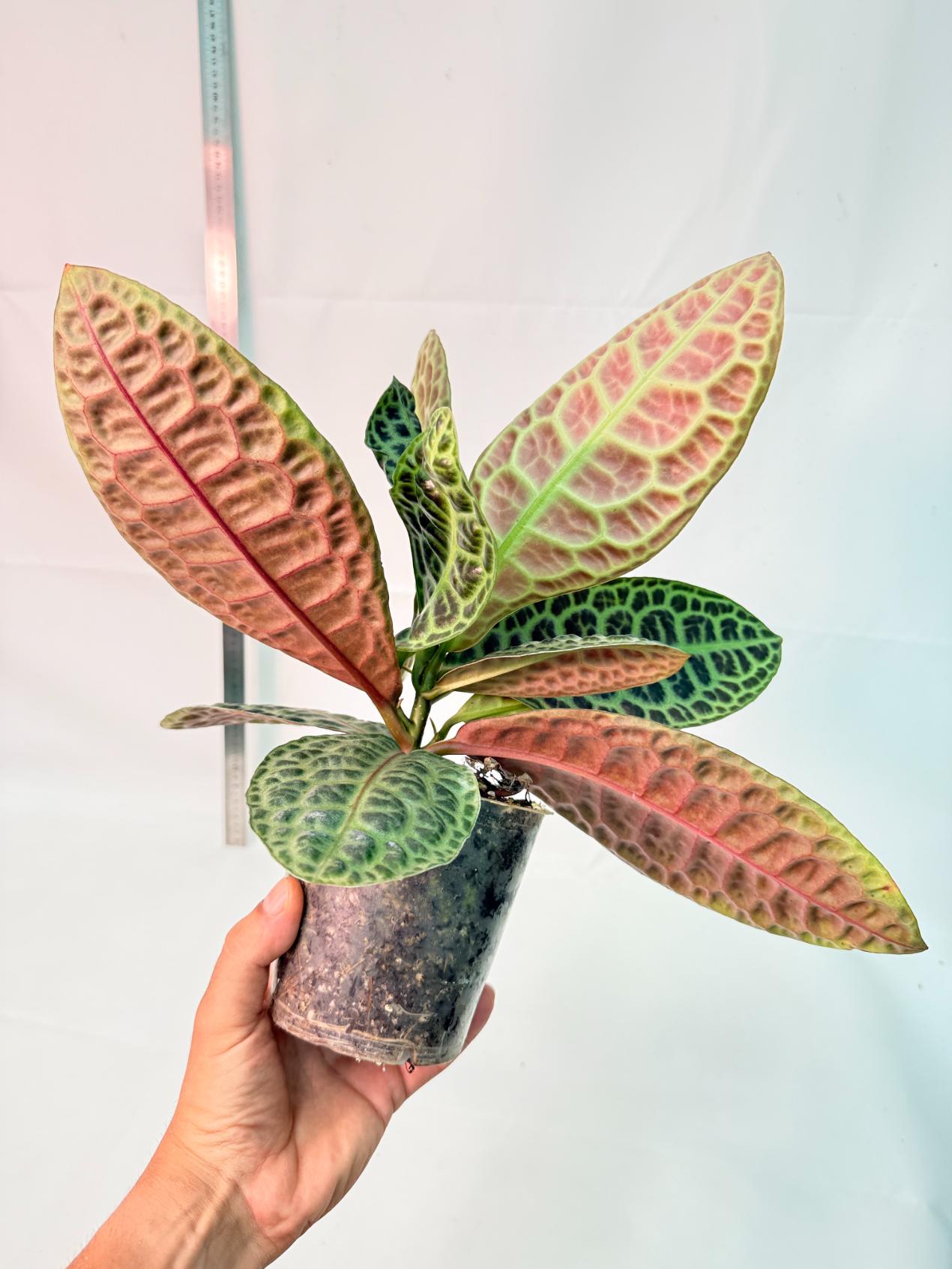 Ardisia sp. Turtle back XL 7