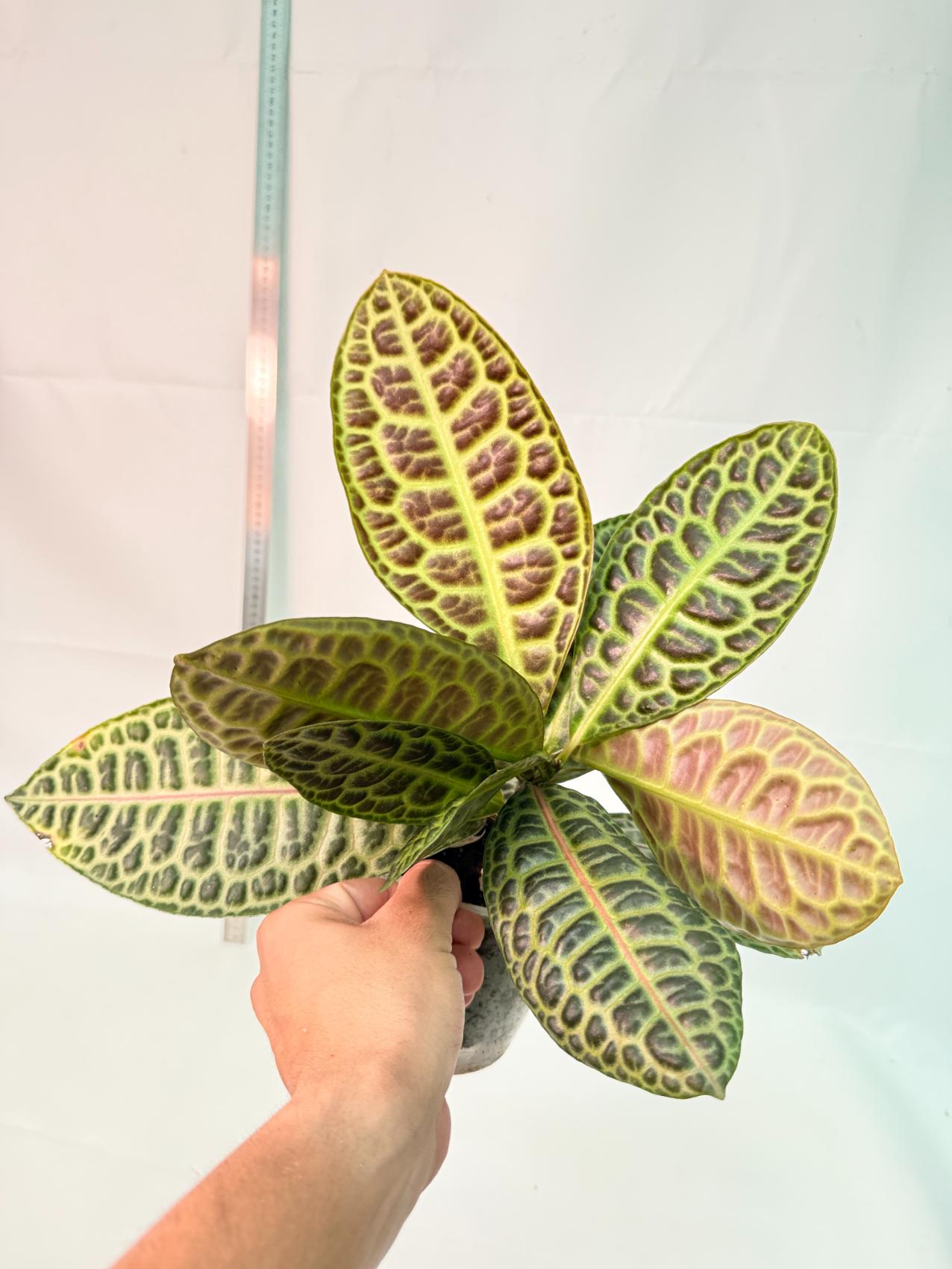 Ardisia sp. Turtle back XL 3