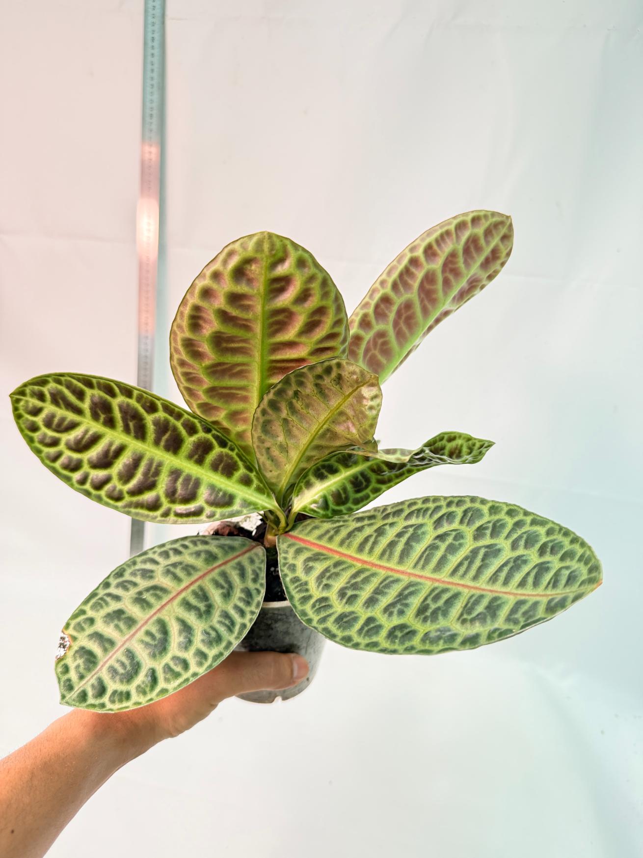 Ardisia sp. Turtle back XL 10