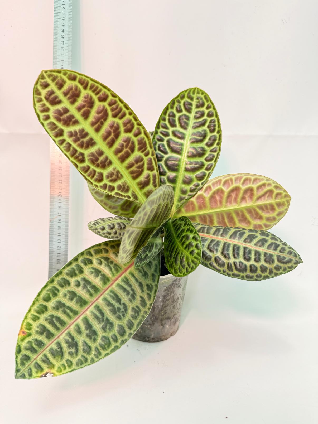 Ardisia sp. Turtle back XL 4