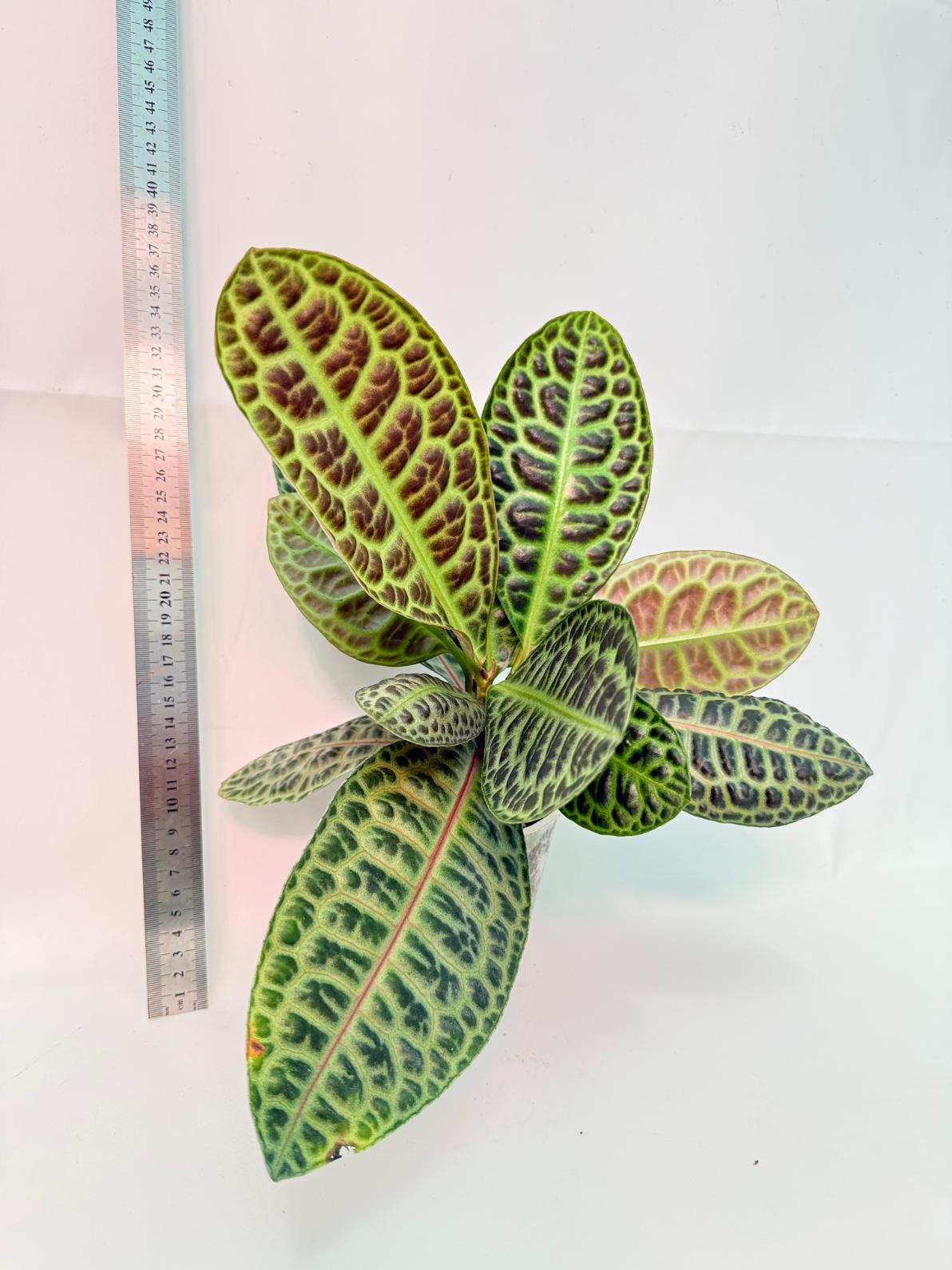 Ardisia sp. Turtle back XL 5