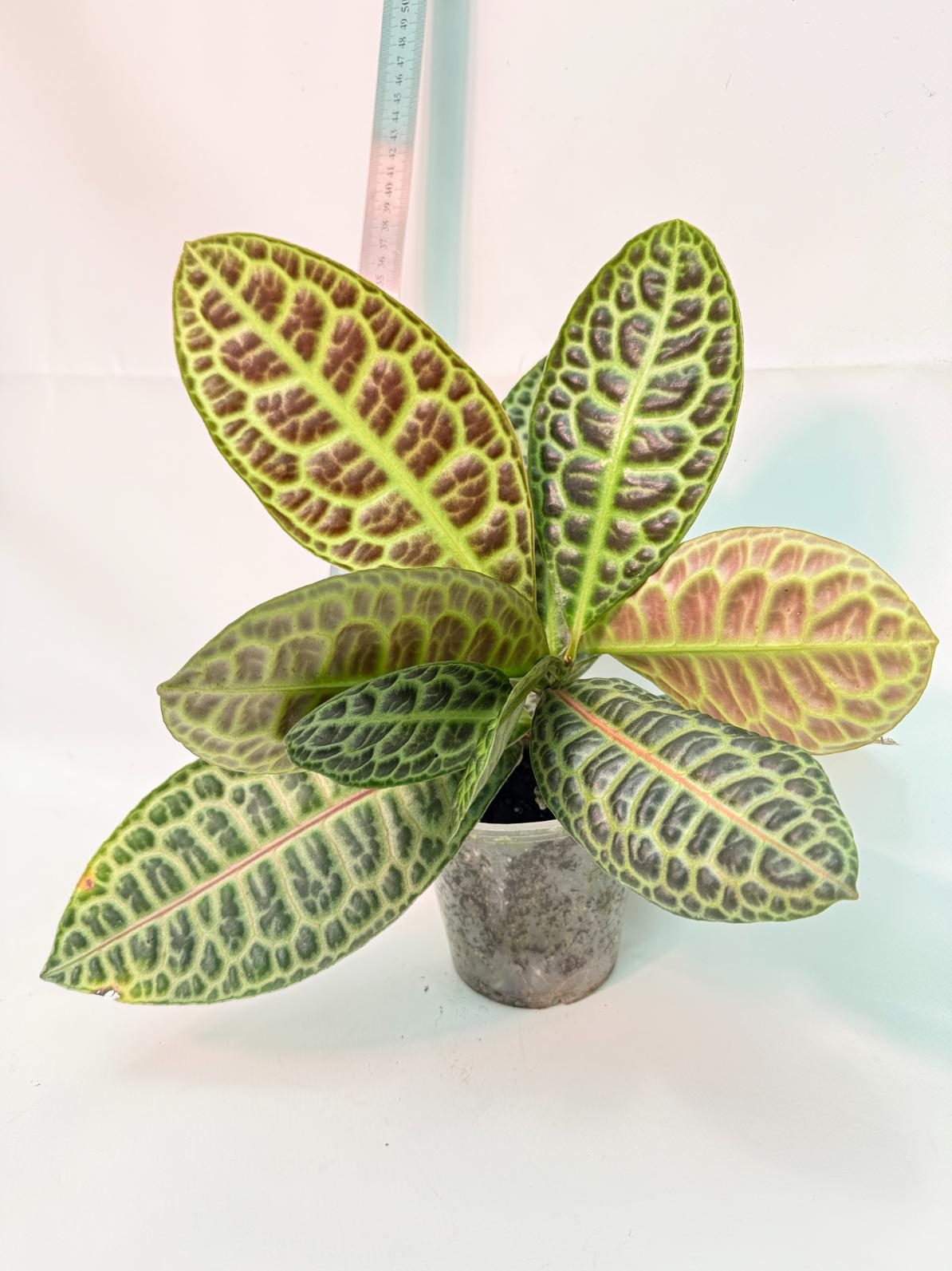 Ardisia sp. Turtle back XL 1