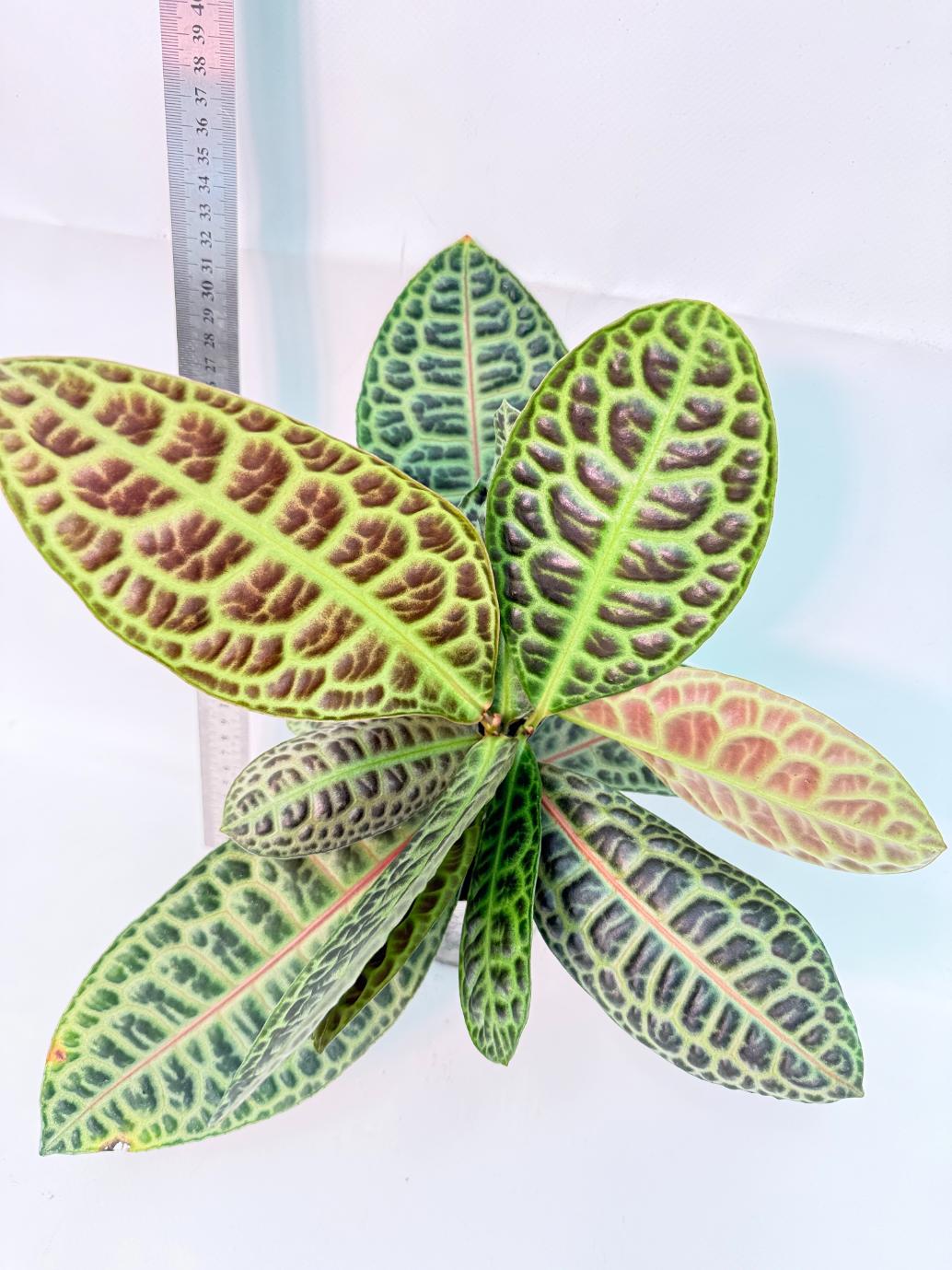 Ardisia sp. Turtle back XL 6