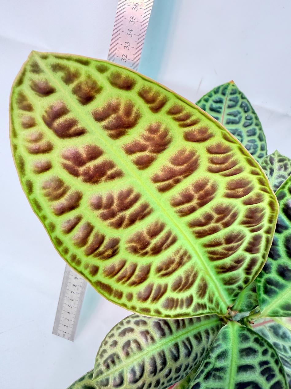 Ardisia sp. Turtle back XL 8