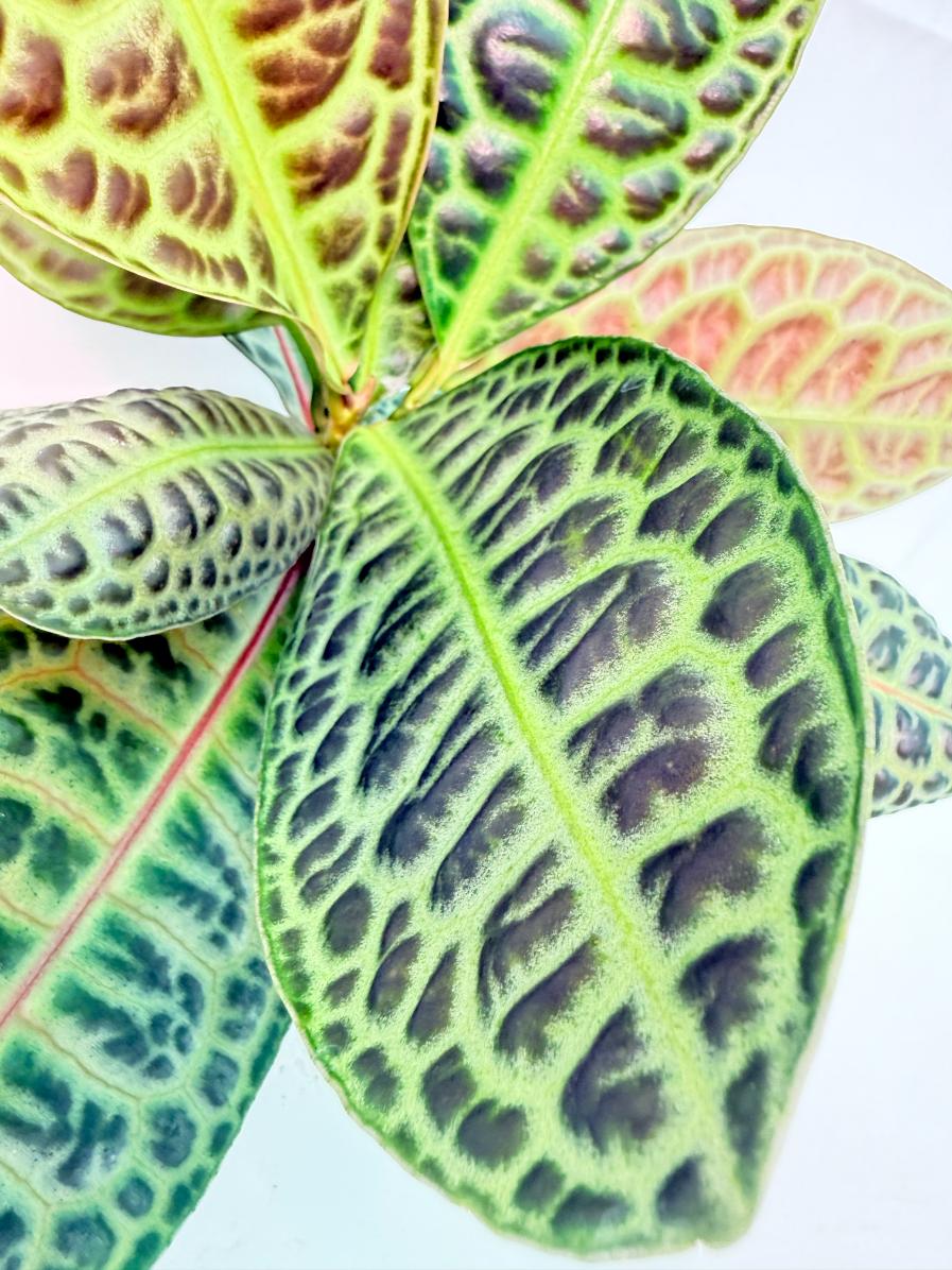 Ardisia sp. Turtle back XL 9