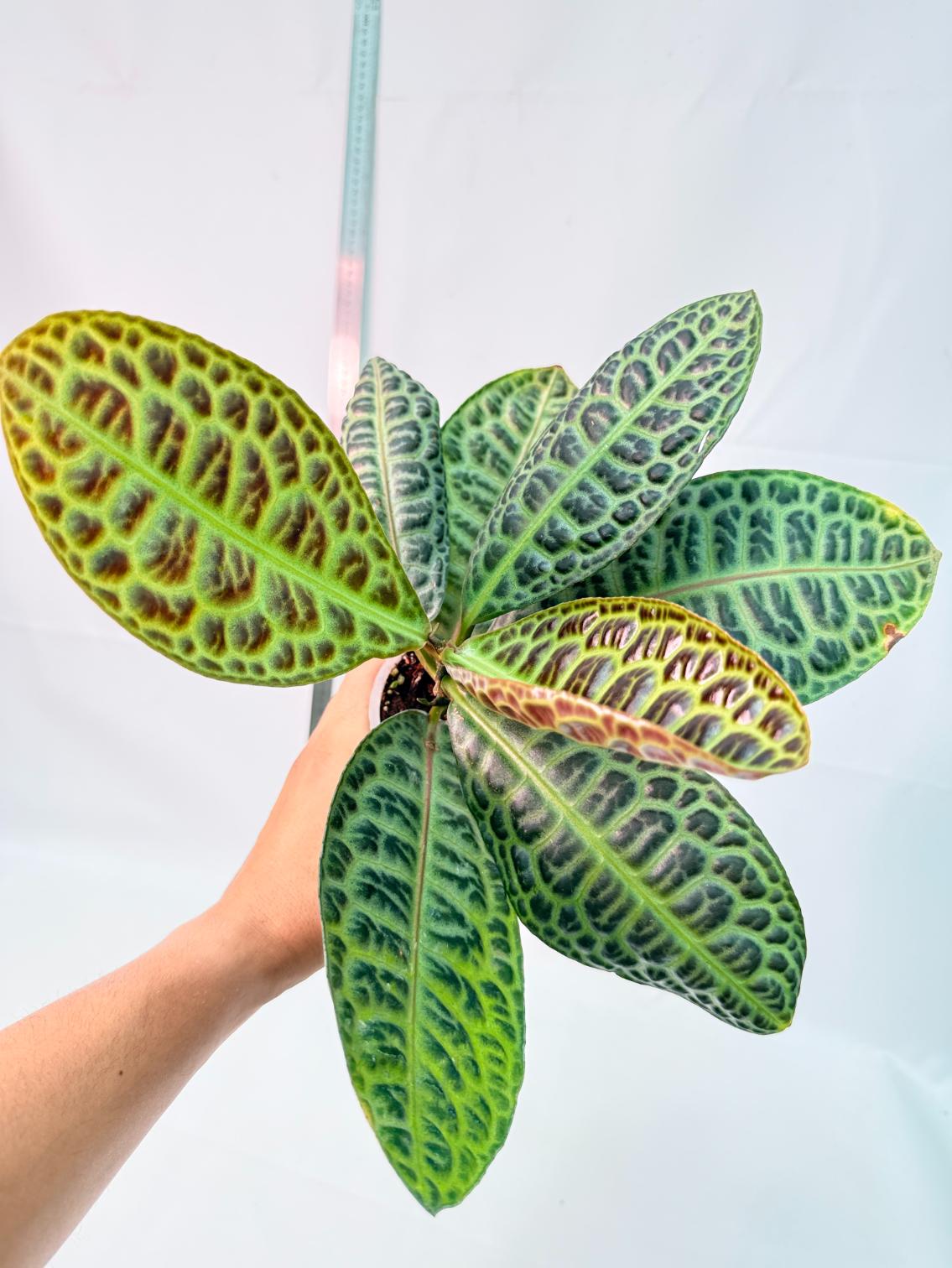 Ardisia sp. Turtle back XL 1