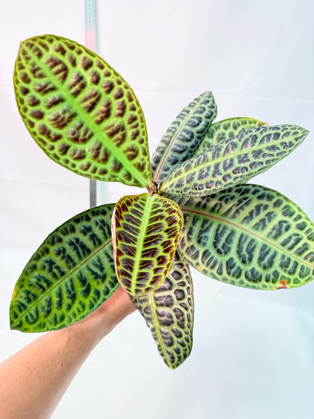 Ardisia sp. Turtle back XL 9