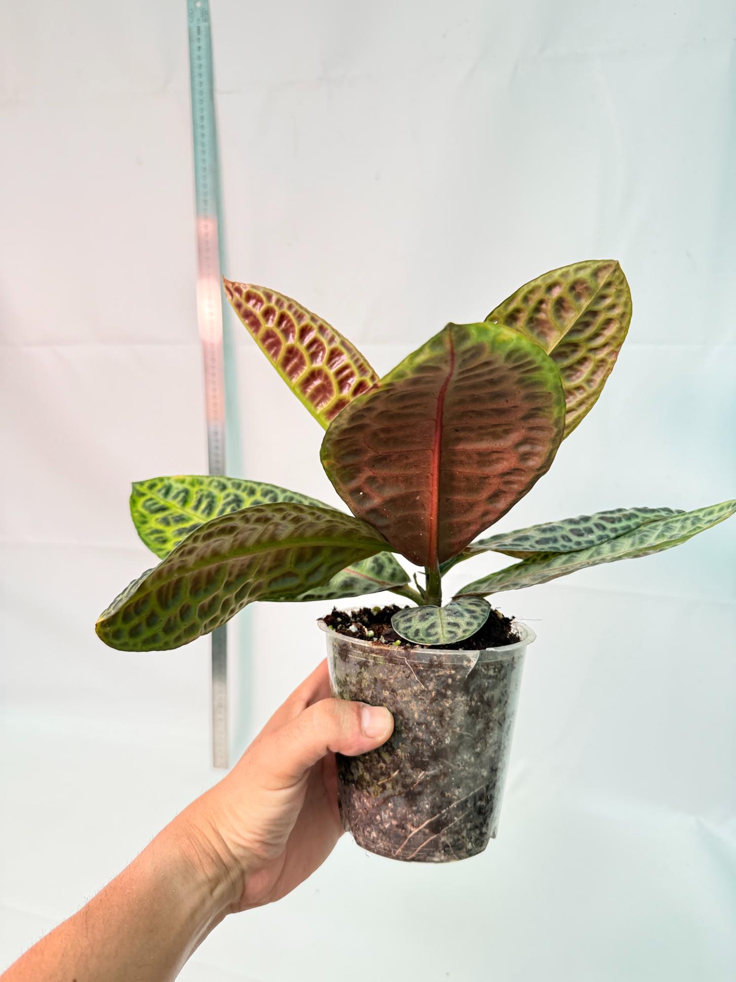 Ardisia sp. Turtle back XL 10