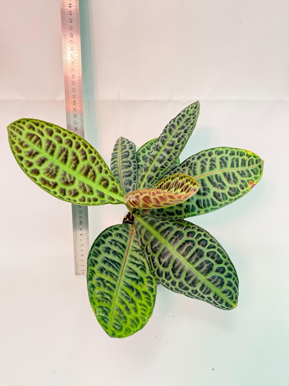 Ardisia sp. Turtle back XL 3