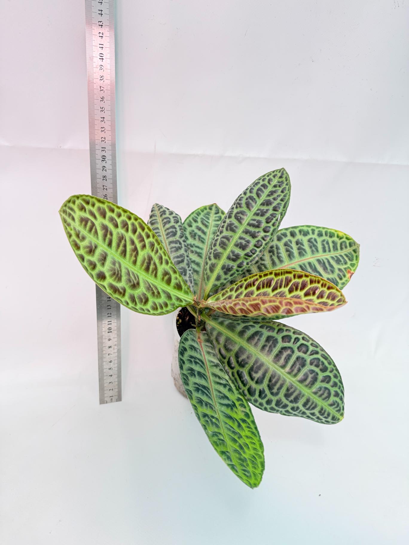 Ardisia sp. Turtle back XL 4
