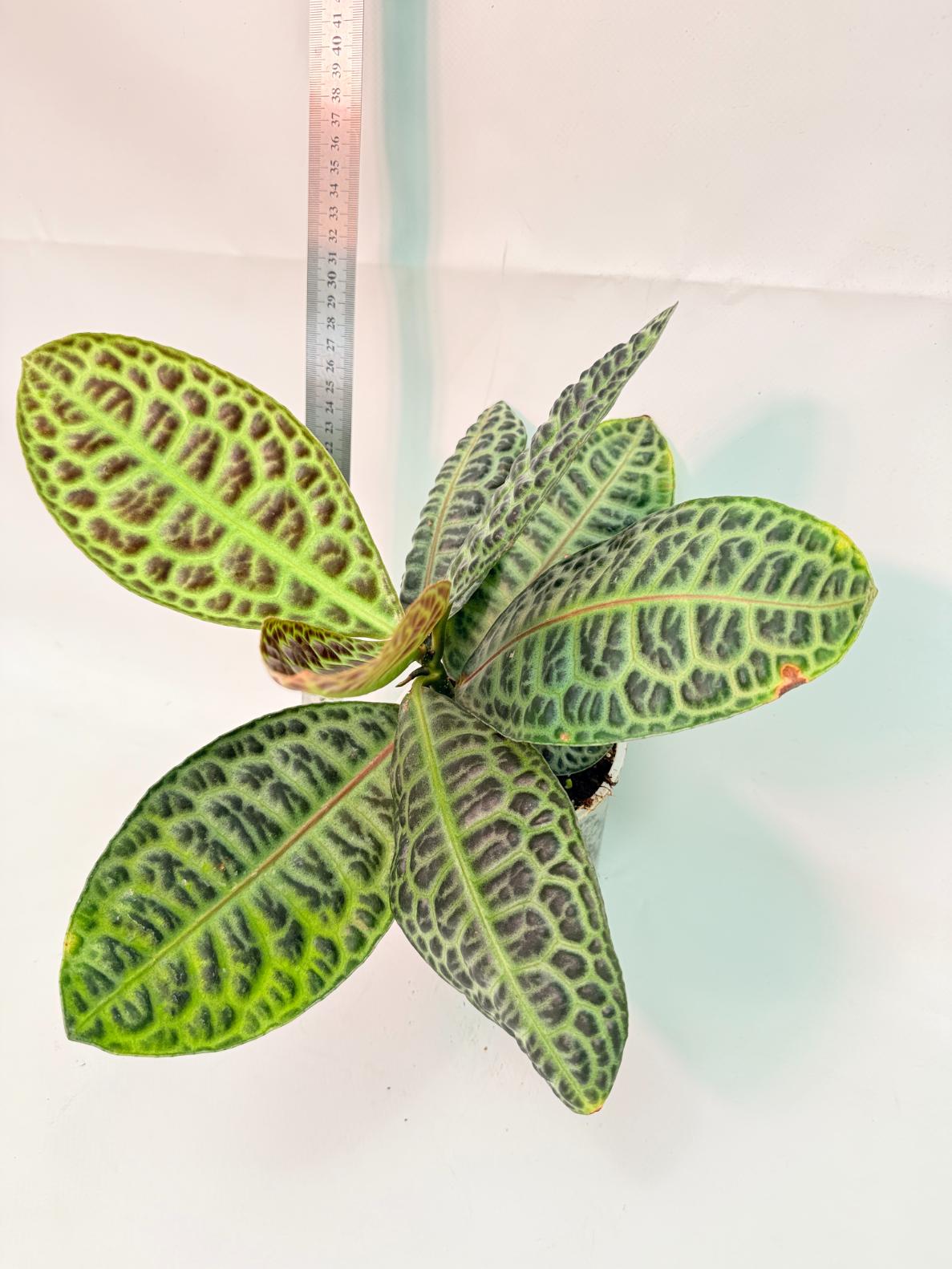 Ardisia sp. Turtle back XL 8