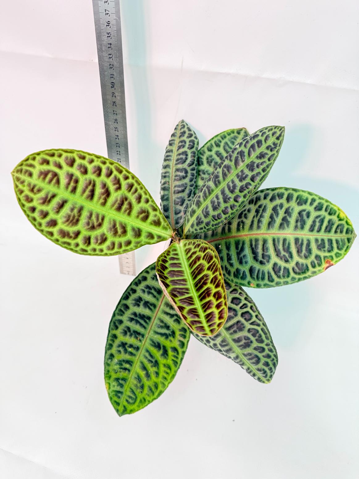 Ardisia sp. Turtle back XL 5