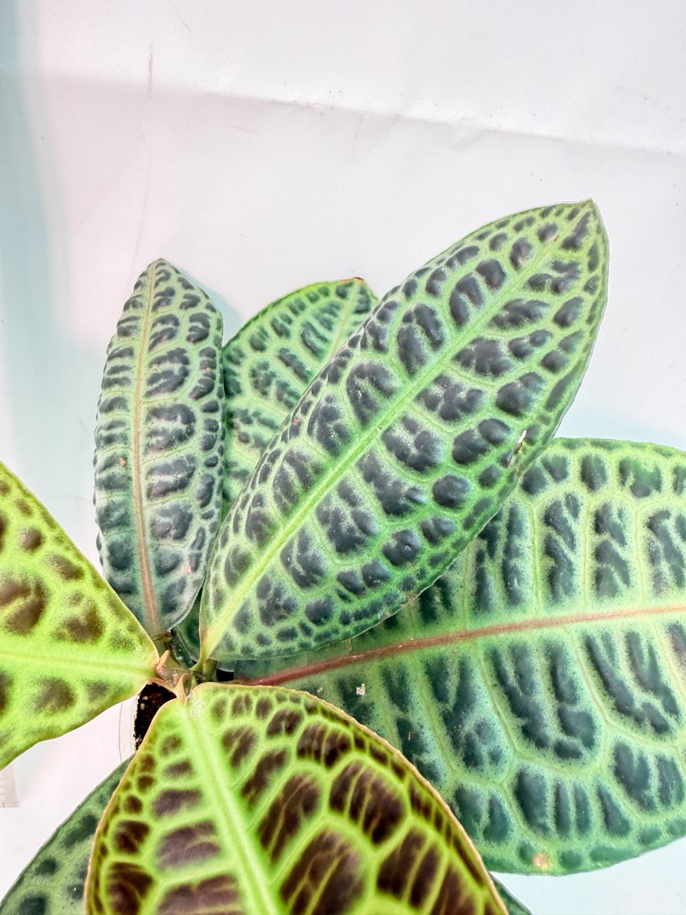 Ardisia sp. Turtle back XL 6