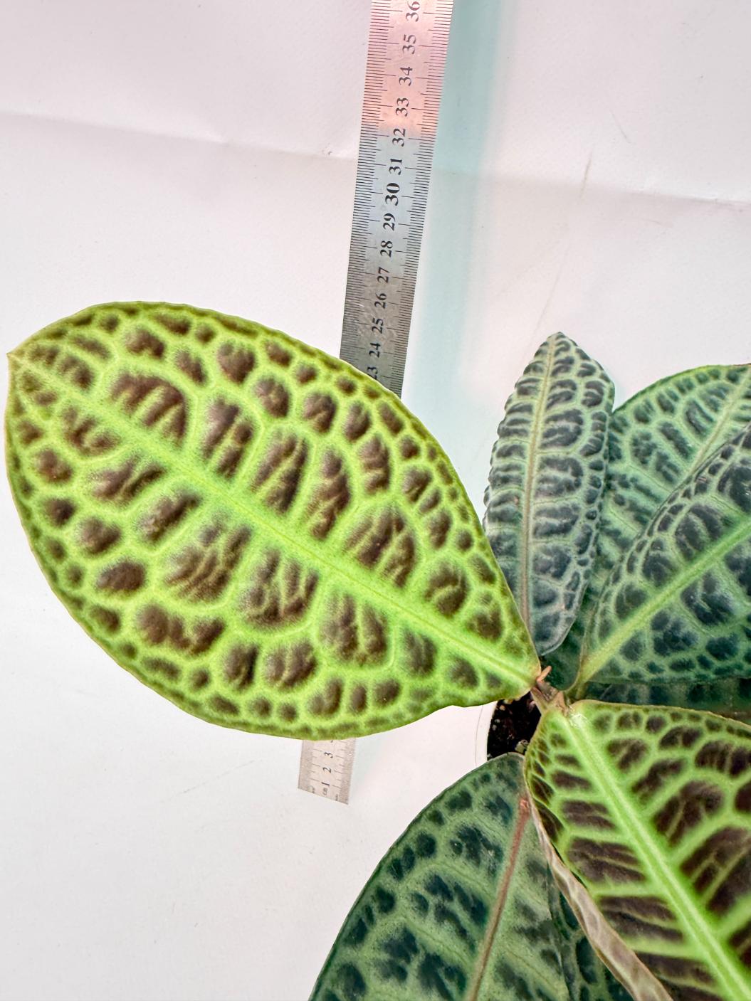 Ardisia sp. Turtle back XL 7