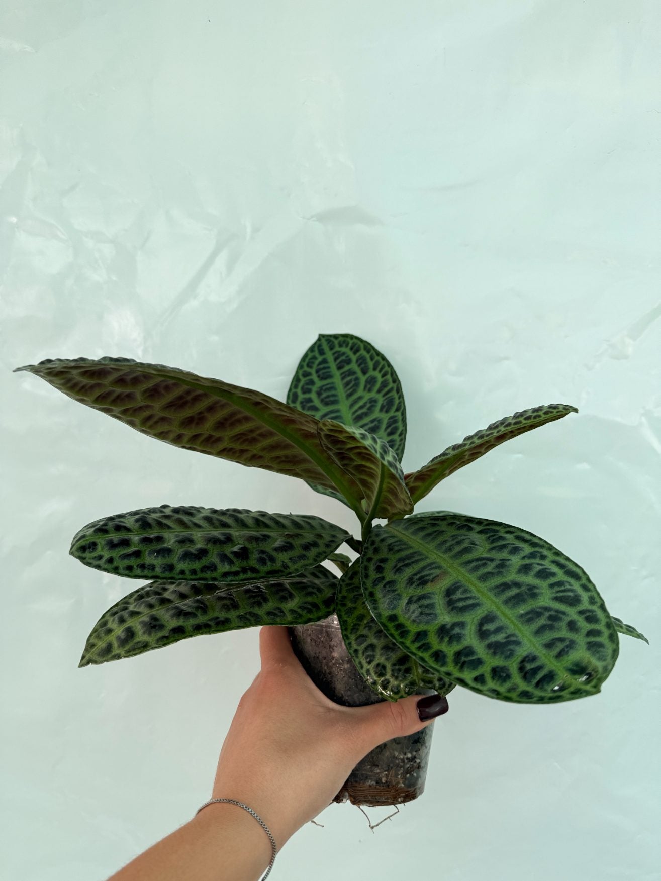 Ardisia_sp_Turtle_back_25-10-28-1