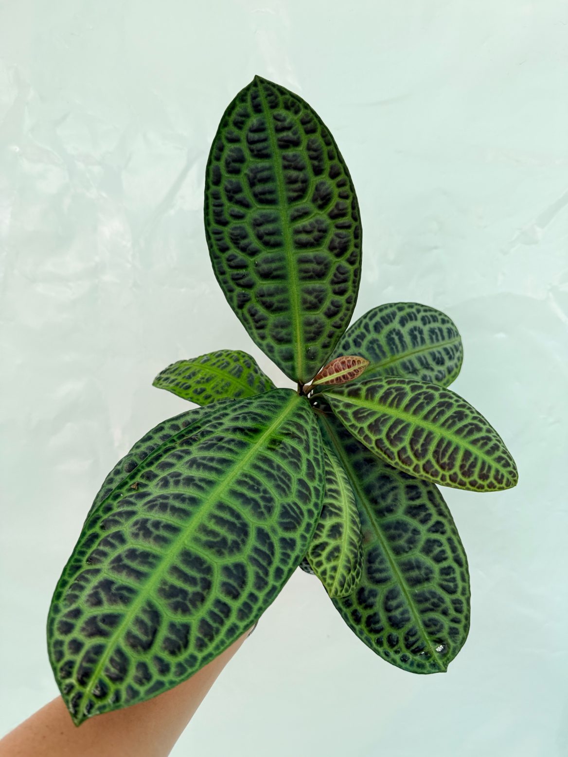 Ardisia_sp_Turtle_back_25-10-28-1