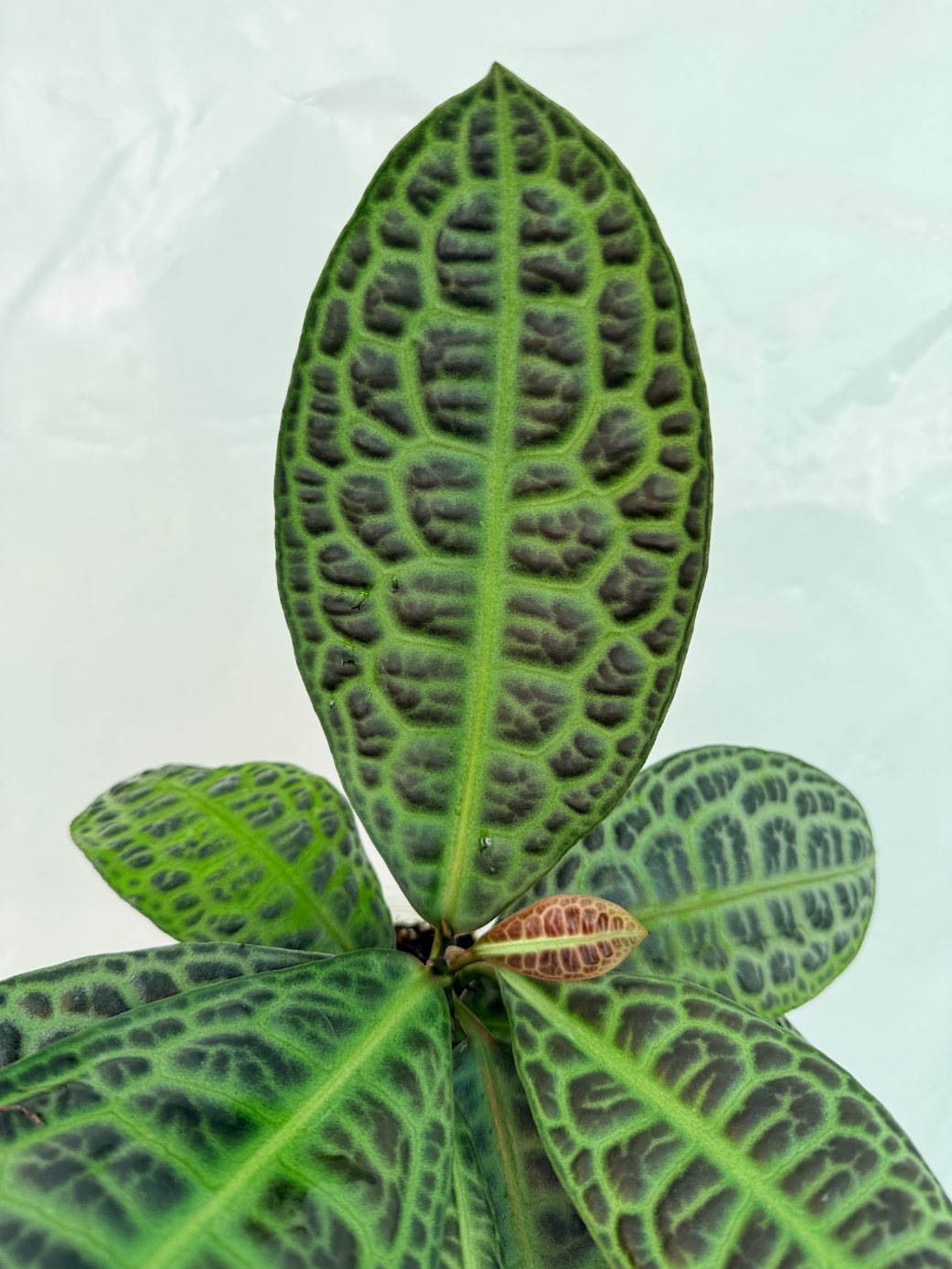 Ardisia_sp_Turtle_back_25-10-28-1