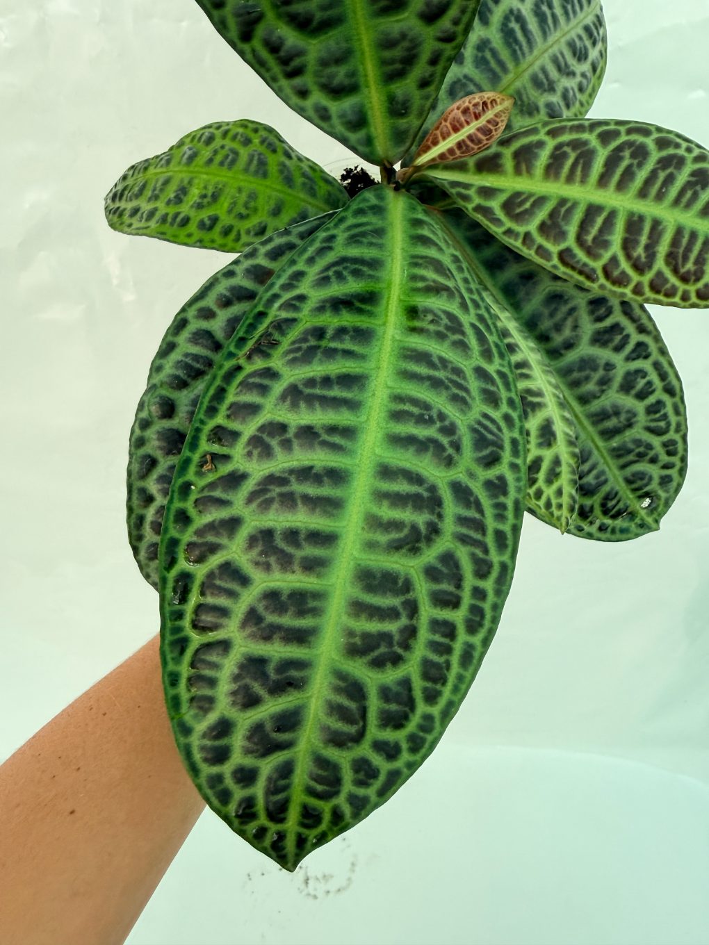 Ardisia_sp_Turtle_back_25-10-28-1