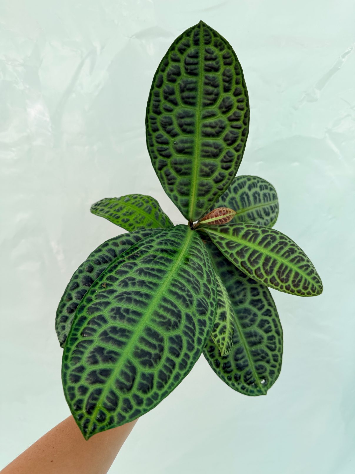 Ardisia_sp_Turtle_back_25-10-28-1