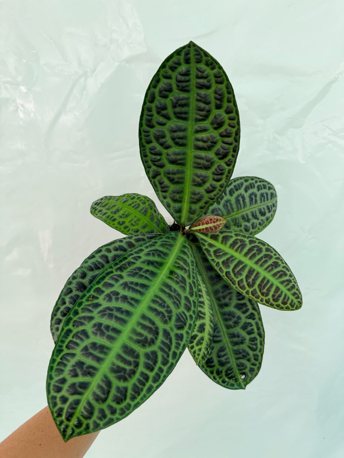 Ardisia_sp_Turtle_back_25-10-28-1