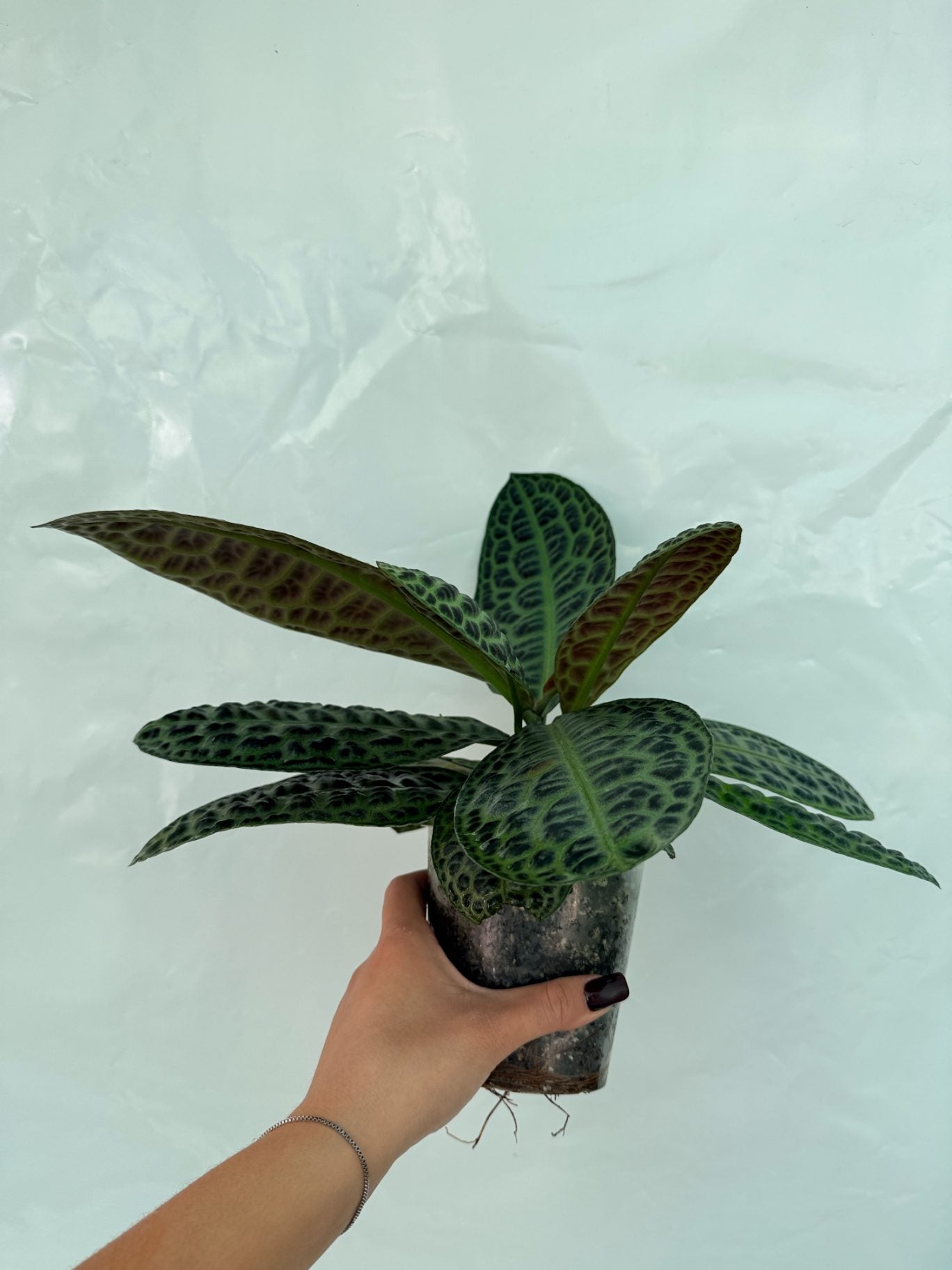 Ardisia_sp_Turtle_back_25-10-28-1