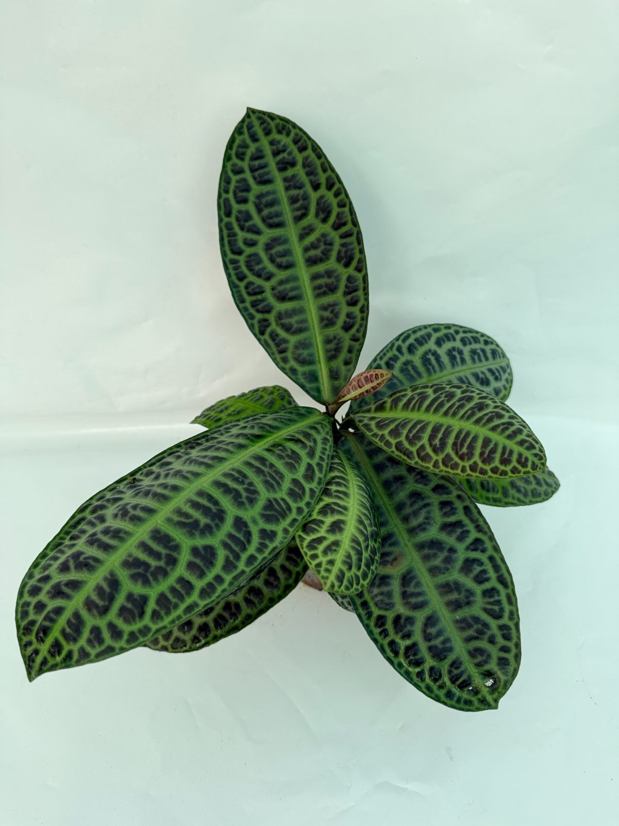 Ardisia_sp_Turtle_back_25-10-28-1