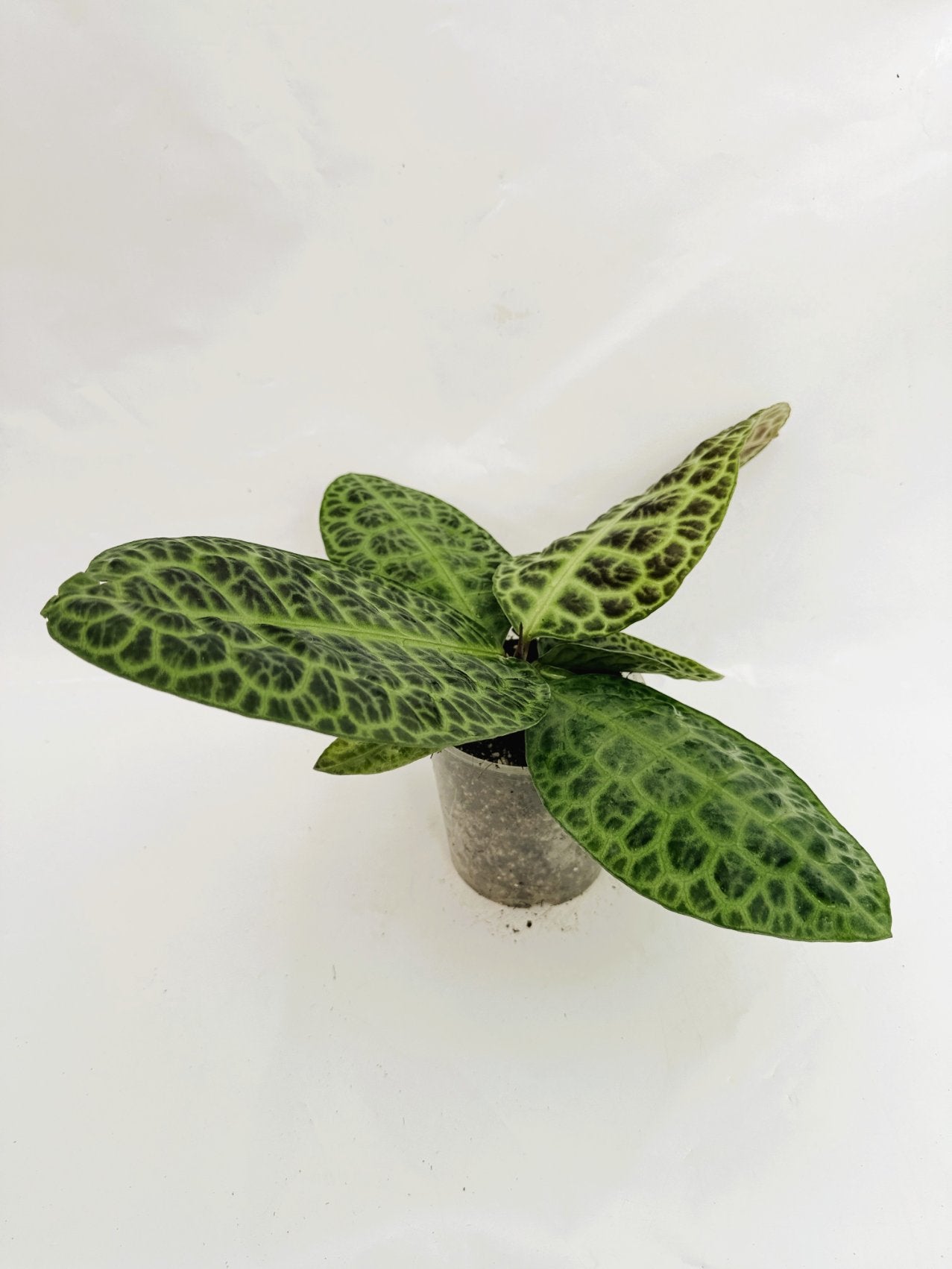 Ardisia_sp_turtle_back