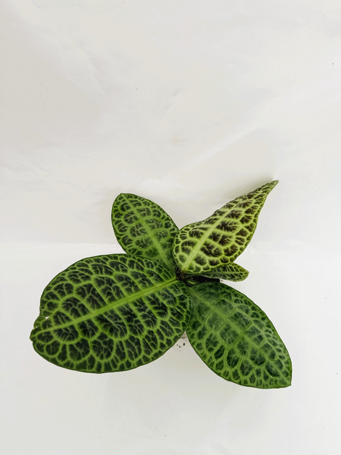 Ardisia_sp_turtle_back